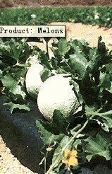 Melons