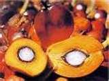fresh palm nuts for sale