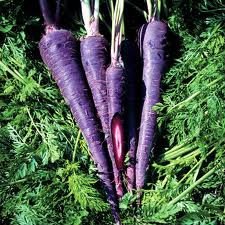 Organic Black Carrot Juice Concantrate
