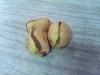 white cola nut