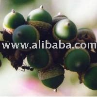 Fresh Acorn nut