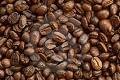 COFFEE SEED