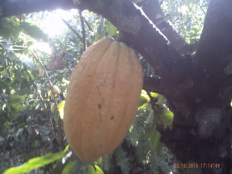  COCOA   SHELL 