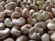ORGANIC RAW CASHEW NUTS(+500MT) AVAILABLE