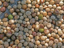 Maya nut
