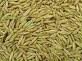 Quality Oats for sell