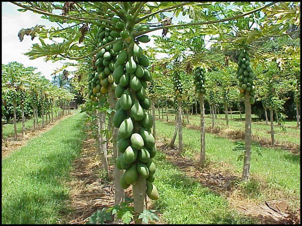 Fresh Papayas