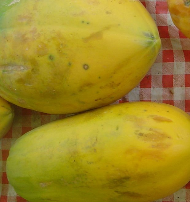 Fresh  Papaya For Sale