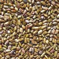  ALOE  VERA SEED