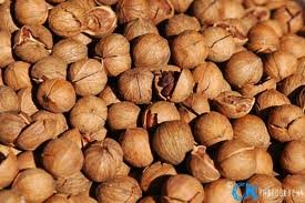 pecan nuts