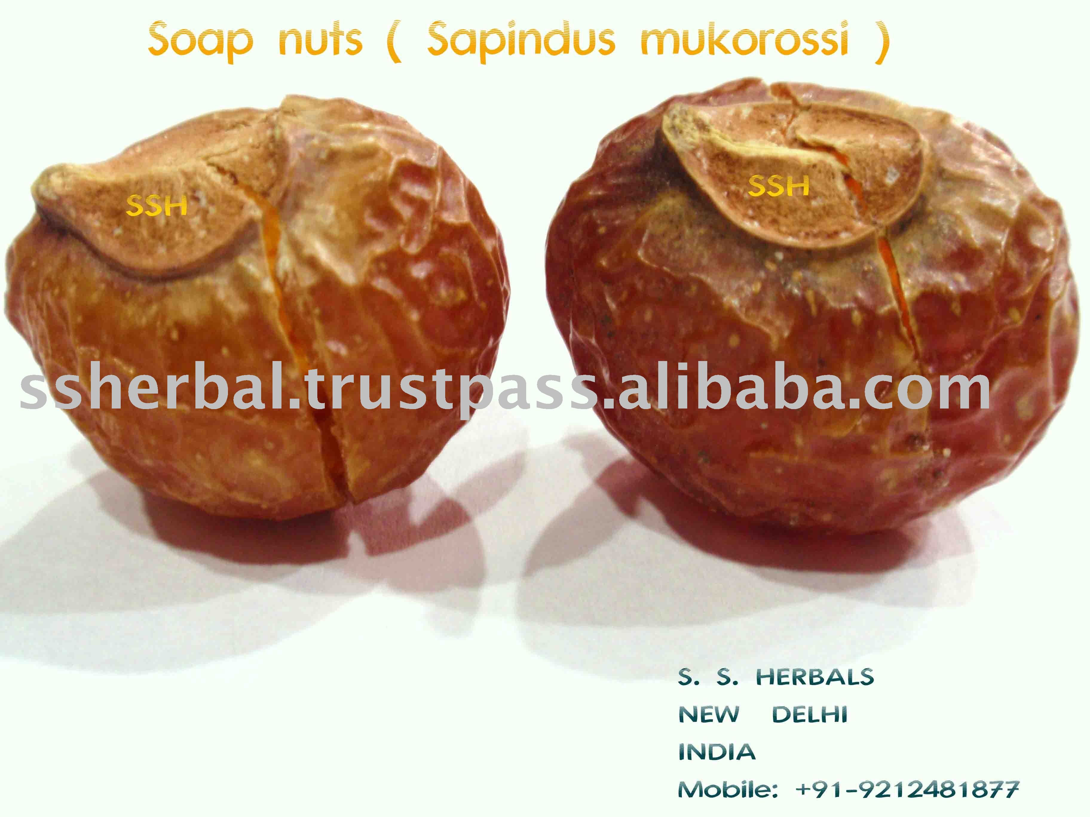  Soapnut 