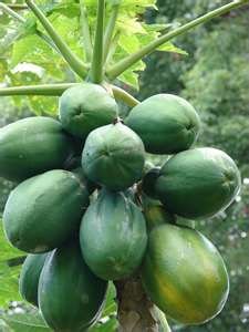 FRESH PAPAYA