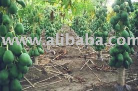 Spray Dried Papaya Powder and Fresh Papaya fruits for sale