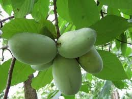 PAWPAW