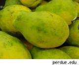 Fresh Papaya