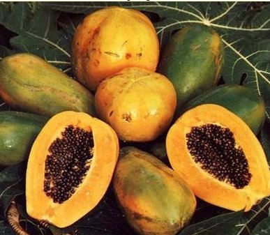 Papaya