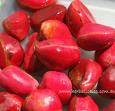 kola nut.