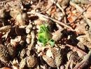 Beech nuts