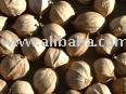 Hickory nuts