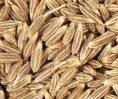 CUMIN SEED