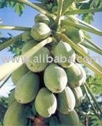 Hawaiian Papaya