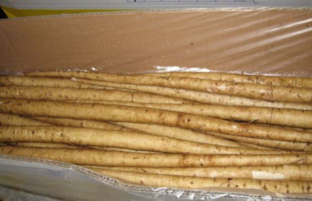 Fresh Burdock