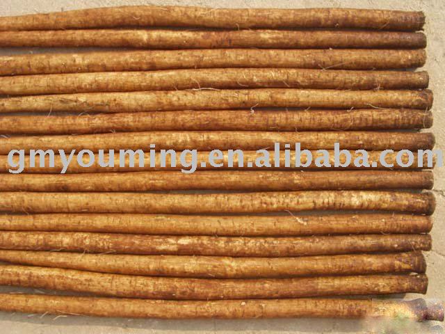 Good Quality Fresh Burdock