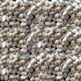 COTTON SEED