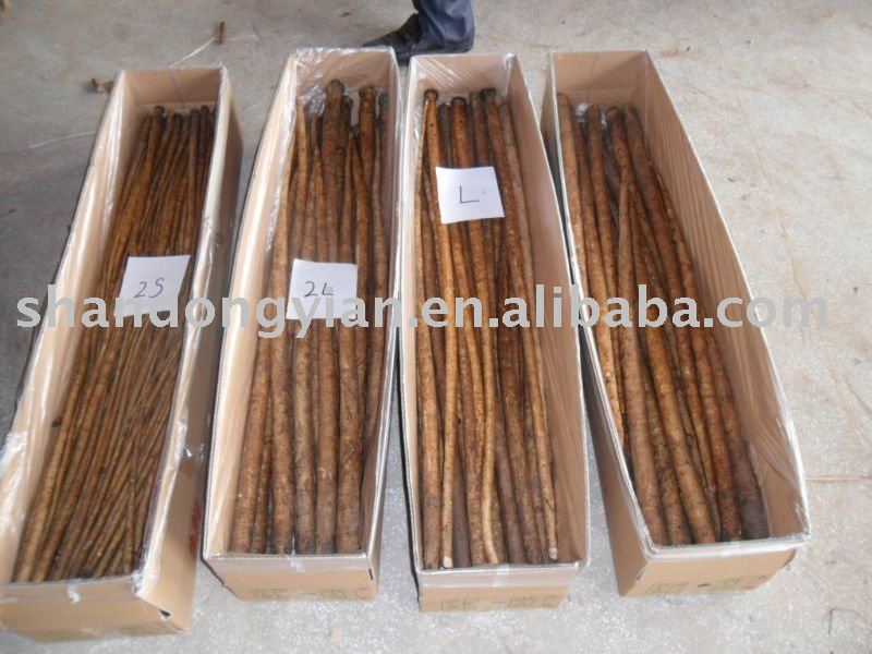 sell fresh burdock