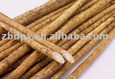 chinese fresh  burdock