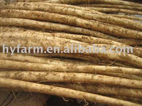 Burdock,fresh burdock,fresh vegetables