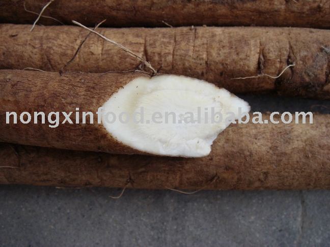 fresh burdock