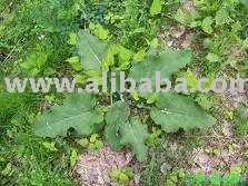 Fresh Burdock VEGETABLE