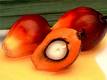 Palm Kernel