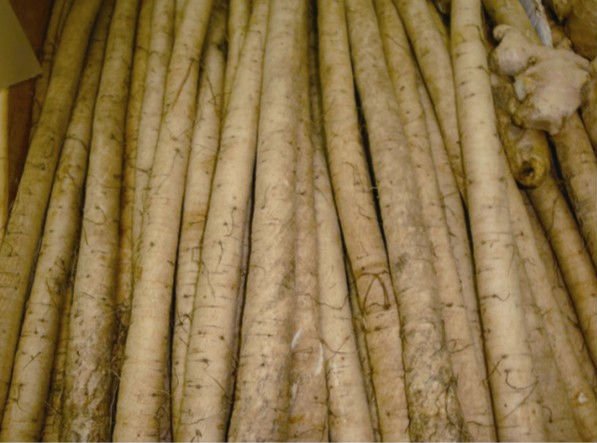 Good Quality Fresh Burdock