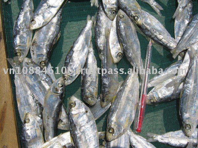  DRIED  SARDINE WHOLE ROUND ( Sardinella Gibbosa )