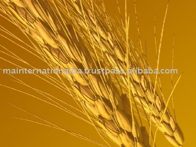  wheat 