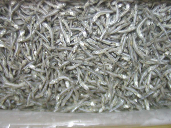 DRIED ANCHOVY (HEADLESS OR HEAD ON)