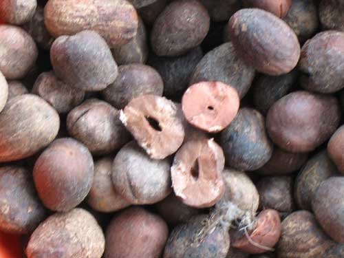 Shea nuts,Benin Shea nuts price supplier - 21food