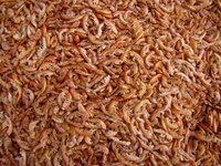 headless and powder shrimps shell