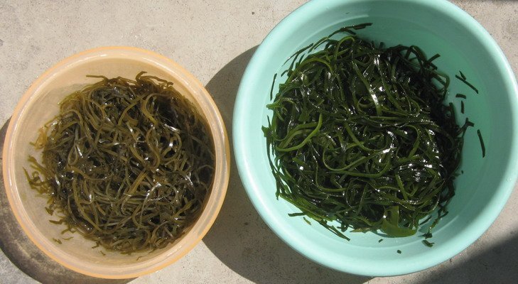 Dried cut shredded seaweed sea kelp laminaria japonica