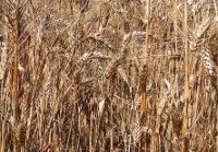 DURUM WHEAT