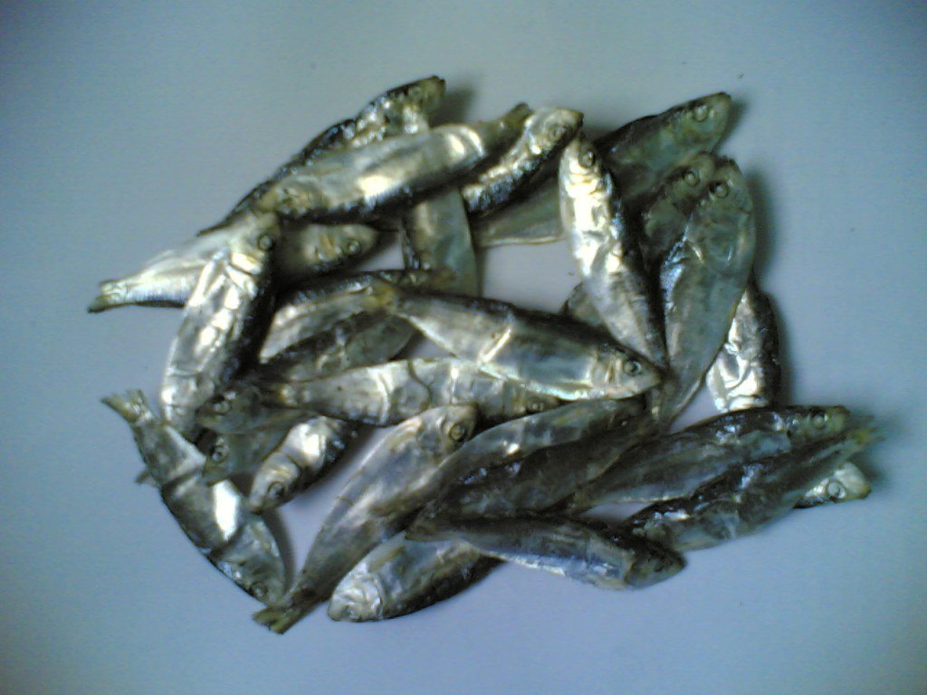 Dried Herring Fish