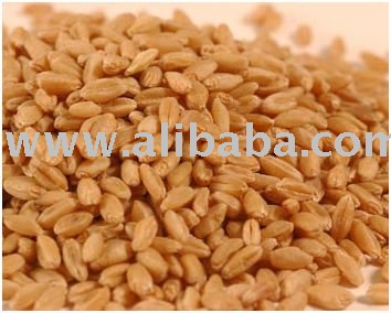 Wheat Grain,Pakistan Wheat Grain price supplier - 21food