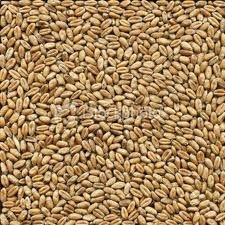 Wheat Grain from Holland