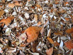 Dried crab shell,snail shell and shrimp shell for sale