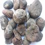 Dried Kola nut