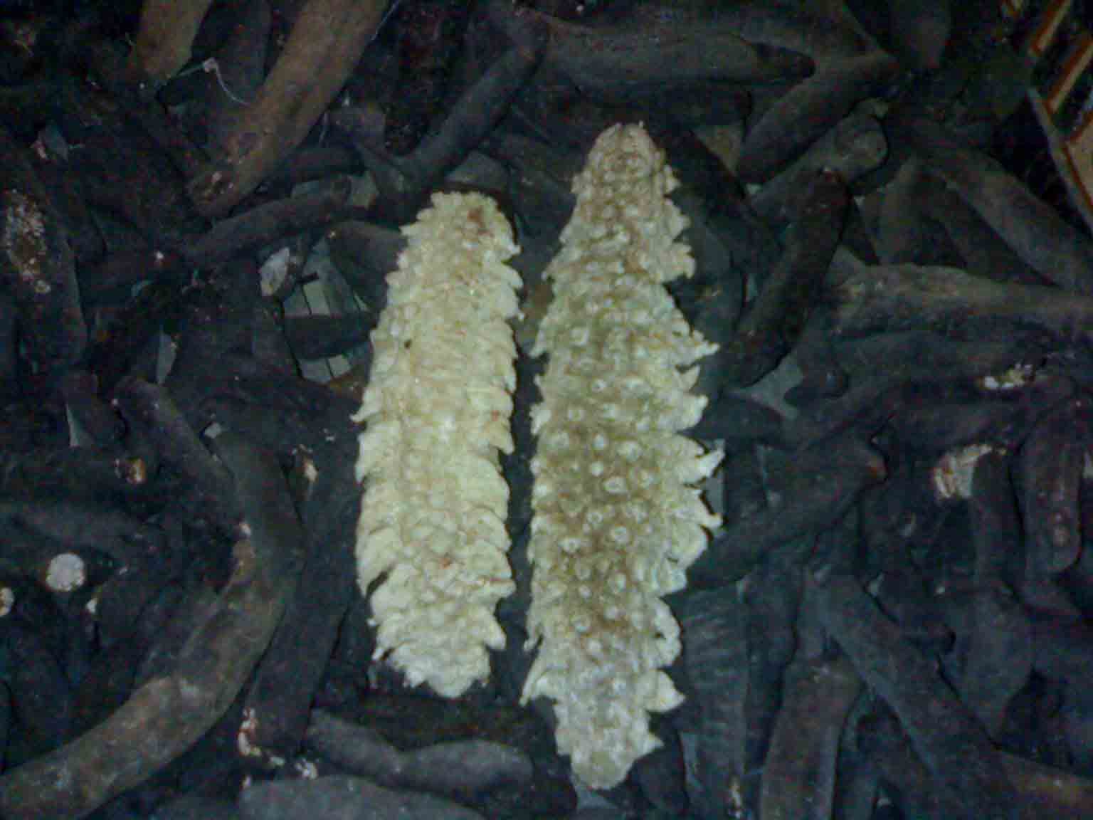 spiky white CH removed skin