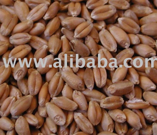 WHEAT SEED