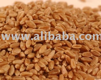 SPECIFICATION HARD  RED   WINTER   WHEAT , GRADE 2 FOR BREAD: